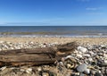 Driftwood on stoney beach Royalty Free Stock Photo