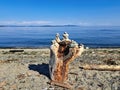 Driftwood strewn on the shore of Island View Beach, Vancouver Island Royalty Free Stock Photo