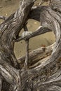 Driftwood stump with a cross in an opening, Flagstaff Lake. Royalty Free Stock Photo