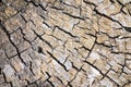 Driftwood Stump Nature Abstract