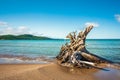 Driftwood stump with roots on the beach of Lake Superior at Neys