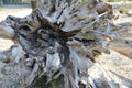 Driftwood Stump Underside