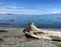 Driftwood stump on the Vancouver Island Coastline with kayakers enjoying the day.