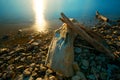 Driftwood Sunset Royalty Free Stock Photo