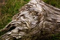 Driftwood swirling texture and pattern