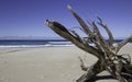Driftwood, Blueys Beach, NSW, Australia Royalty Free Stock Photo