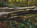 Driftwood texture closeup over forest background view.