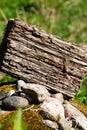Driftwood texture closeup over grass background