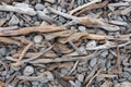 driftwood texture washed up on a beach