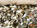 Driftwood and tiny shells cover shoreline on Cayuga Lake Royalty Free Stock Photo