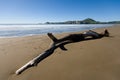 Driftwood on Tolaga Bay Royalty Free Stock Photo