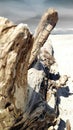 Driftwood tree on the beach Royalty Free Stock Photo