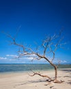 Driftwood tree in beach borneo malaysia landscape