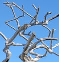 Driftwood Tree Form Against Blue Sky. Royalty Free Stock Photo