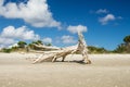 Driftwood tree on Shell Island