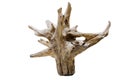 Driftwood tree stump