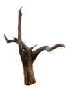 Driftwood tree stump