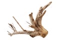 Driftwood tree stump on white background