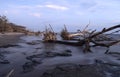 Sunrise on driftwood beach 3