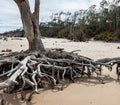 Driftwood Trees Buried in The Sand at Boneyard Beach Royalty Free Stock Photo
