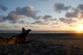 Driftwood trunk under sunset light in Ocean Shores