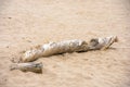 Driftwood with twisted pattern Royalty Free Stock Photo