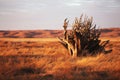 Driftwood waiting on a prairie sunset