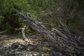 Driftwood on remote island beach Royalty Free Stock Photo