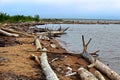 Driftwood washing up on the sandy shores Royalty Free Stock Photo