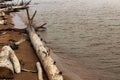 Driftwood washing up on the sandy shores Royalty Free Stock Photo