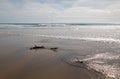 Driftwood in the water at Cerritos Beach surf spot in Baja California in Mexico Royalty Free Stock Photo