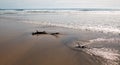 Driftwood in the water at Cerritos Beach surf spot in Baja California in Mexico Royalty Free Stock Photo