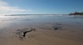 Driftwood in the water at Cerritos Beach surf spot in Baja California in Mexico Royalty Free Stock Photo