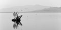 Driftwood in the water of the Great Salt Lake, black and white