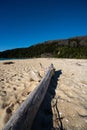 Driftwood on a white sand beach in the Abel Tasman National Park, Bark Bay, New Zealand Royalty Free Stock Photo