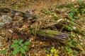 Driftwood in the wild nature of the autumn forest. Background with copy space for text