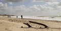 Driftwood on a windswept beach and light cloud on Il de RÃÂ©