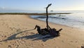 Driftwood wood tree trunk floats on the beach