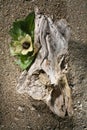 Driftwood with yellow blossom Royalty Free Stock Photo