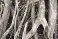 Driftwoods. Grey tree branches lying over the water, dry dead wood in a lake Royalty Free Stock Photo