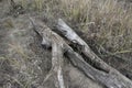 Driftwoods. Grey tree branches lying over the water, dry dead wood in a lake Royalty Free Stock Photo