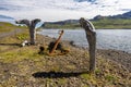 Driftwoods and old anchor in the border of Fjord Mjoifjordur Royalty Free Stock Photo