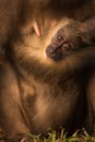 Endangered African Baby Monkey Eyes