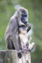 Drill, Mandrillus leucophaeus, female with young