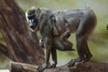 Drill monkey (Mandrillus leucophaeus). Royalty Free Stock Photo