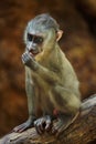 Drill monkey Mandrillus leucophaeus Royalty Free Stock Photo