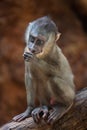 Drill monkey (Mandrillus leucophaeus).