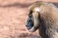 Drill Monkey (Mandrillus Leucophaeus) Royalty Free Stock Photo