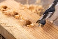 Drilling with a drill bit into wood. Small carpentry work in a carpentry workshop