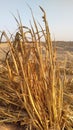 Wheat grains in the background plowed sand field and clear sky